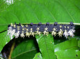 Raupe im Cloud-Forest von Monteverde