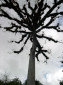Ceiba, Guatemala's Nationalbaum - "Fue declarado "�rbol Nacional de Guatemala" mediante Decreto Presidencial del 8 de marzo de 1955. Los Mayas lo adoraban como �rbol Sagrado de la Vida, consider�ndolo el eje del mundo"