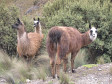 Neugierige Lamas im "Parque Nacional Cajas"