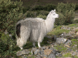 Begegnung mit einem Lama Begegnung mit einem Lama