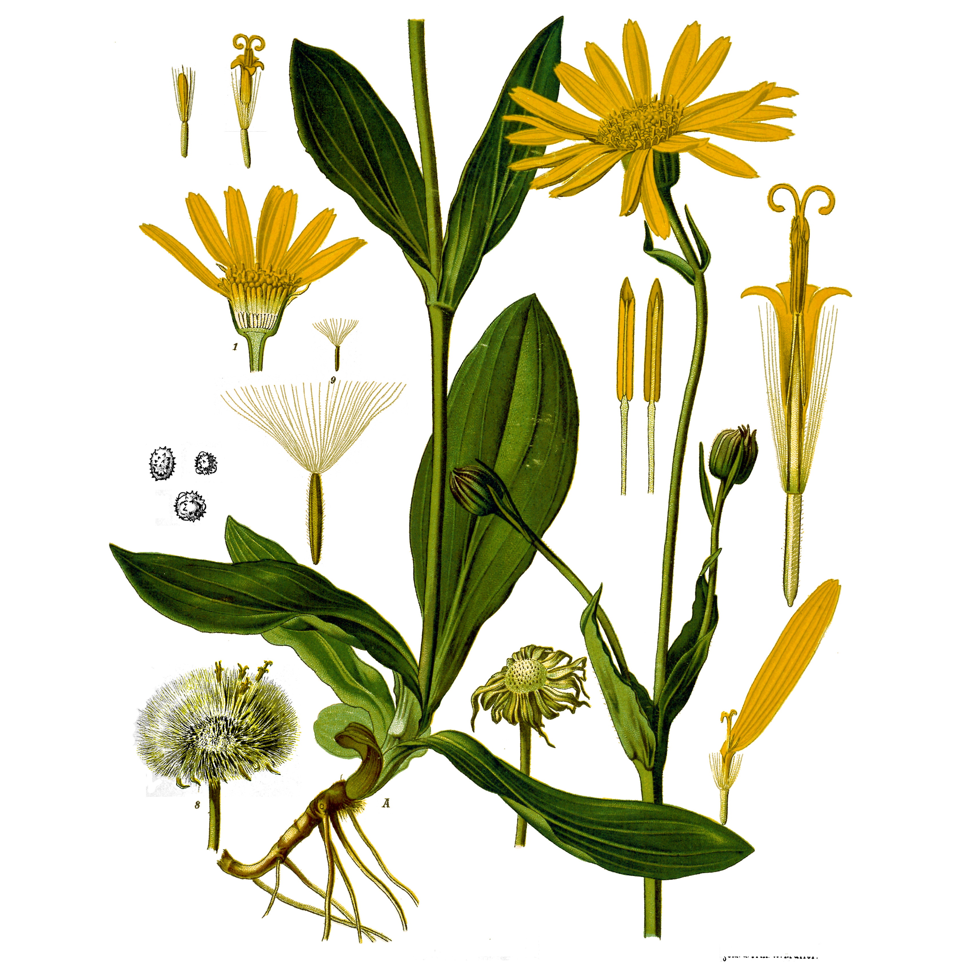Arnica